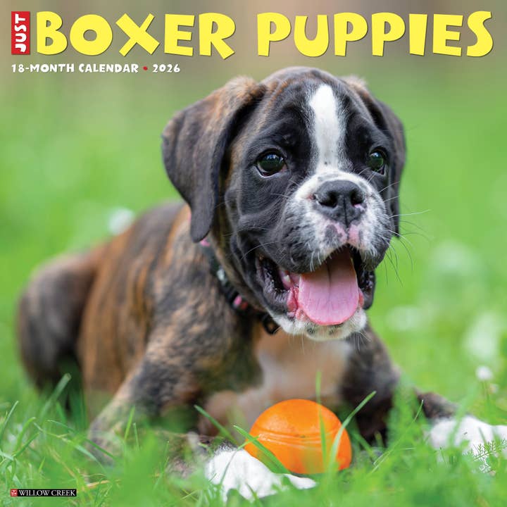 Boxer Puppies 2026 Wall Calendar for wholesale by Willow Creek Press & Gifts