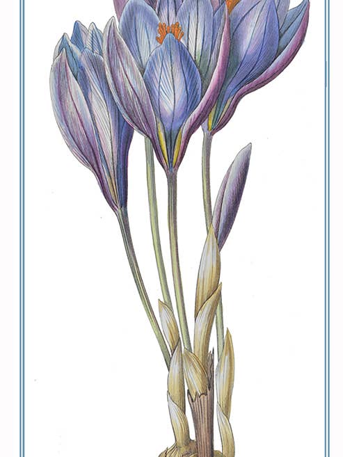 Crocus: reproducción antigua, tarjeta en blanco para venta al por mayor de Something To Write Home About