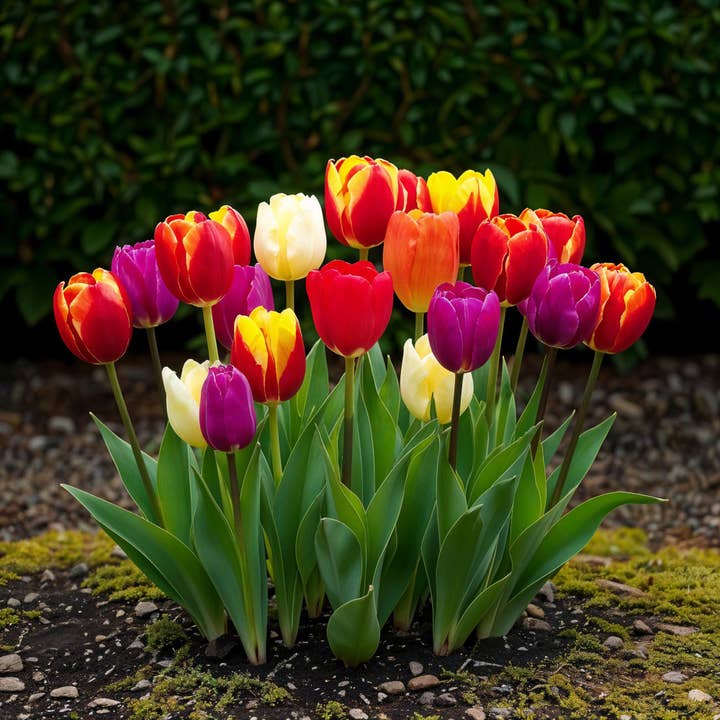Oasis of Life – wholesale Live plant – Tulip Bulbs Triumph Mix – Various Colors – 15 Pieces – Bulb Size 11/12 – Colorful Triumph Tulips for Garden, Balcony & Terrace – Spring Bloomer