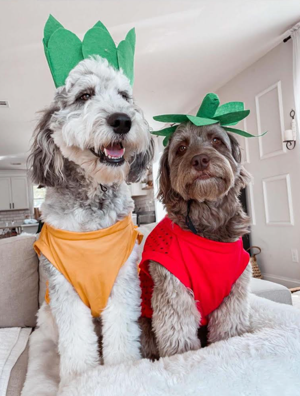 Midlee Designs - Wholesale Pet Costume - Dog - Midlee Pineapple Dog Costume8