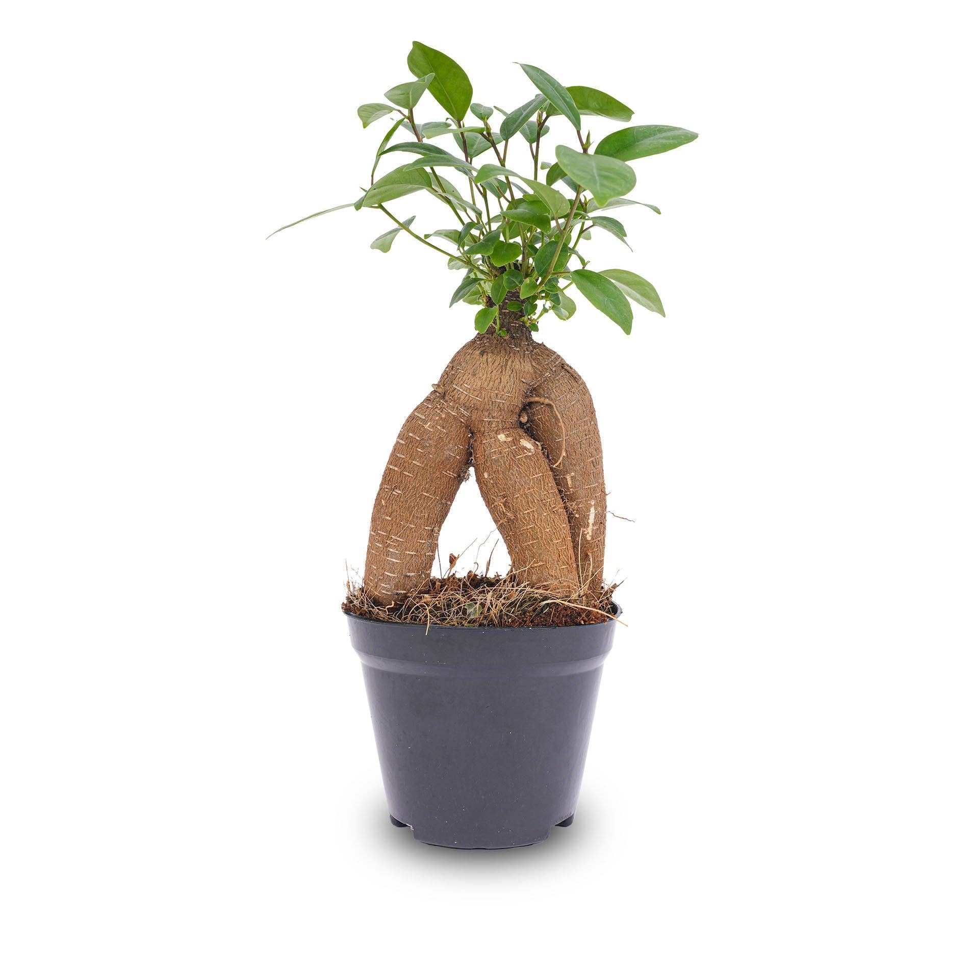 Trendhero.nl/b2b - Wholesale Live Plant - Ficus microcarpa ginseng bonsai - ↑20 cm3