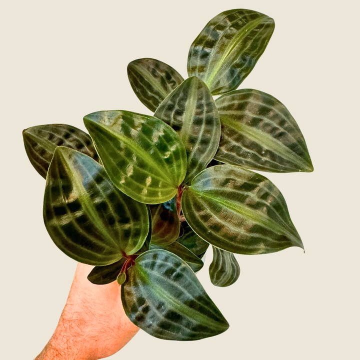 The Greenhouse Wholesale - Wholesale Live Plant - 4" Geogenanthus Poeppigii 'Seersucker'