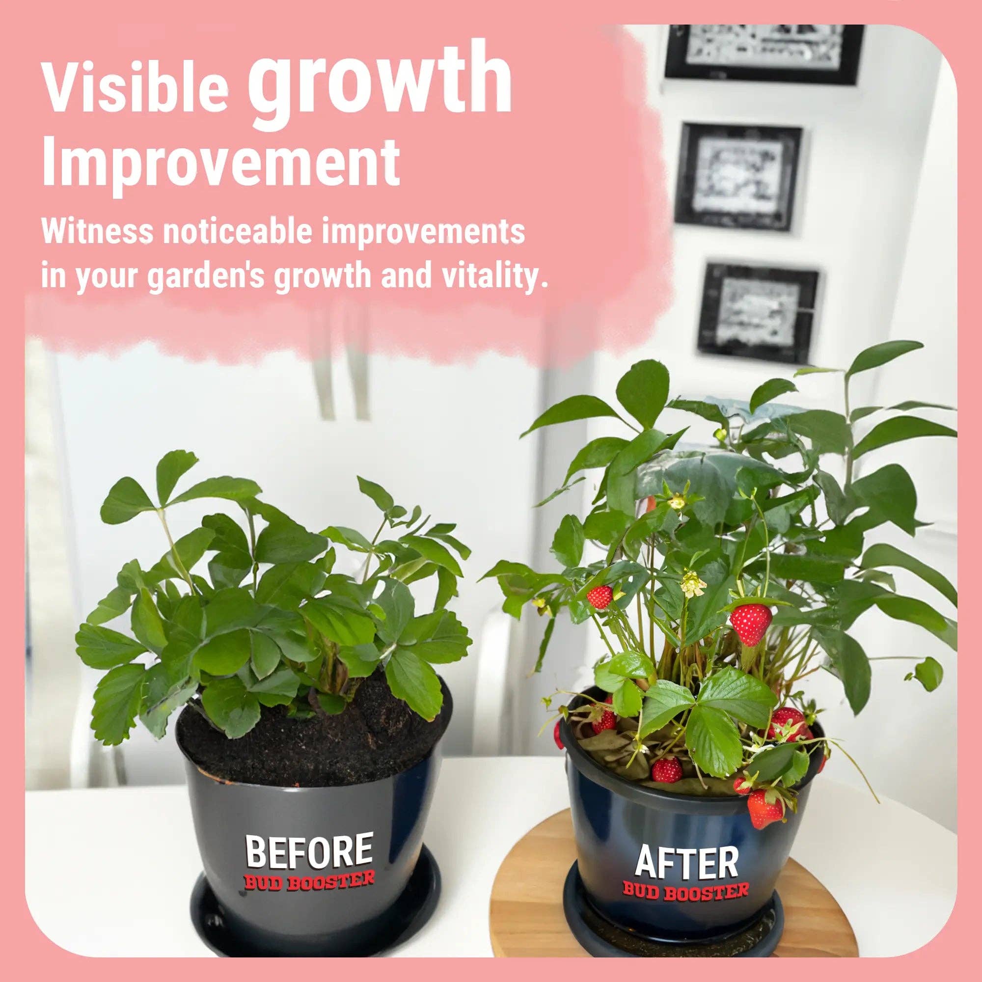 Cronk Nutrients - Wholesale Fertiliser - Bud Booster | Bigger Buds and Increased Yields7