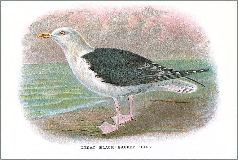 Found Image Press – wholesale Stationery/notecard set – Greeting Card BD-66 Great Black-Backed Gull0