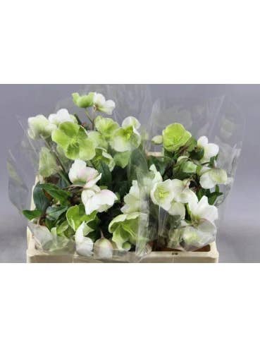 Helleborus Winterbell White 40 / 80 stems for wholesale by Florasource