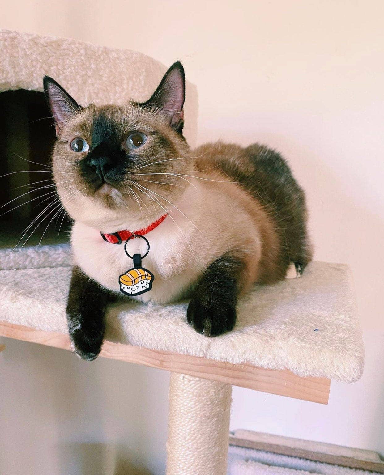 Besties Pets - Wholesale Pet Identification Tag - Cat - Sushi Silicone Cat ID Tag3