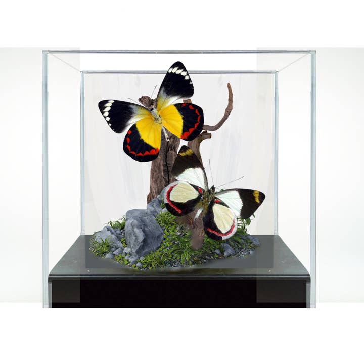 Instar Innovations - Wholesale Decorative Tabletop Object - Â Delias Butterflies (Jezebels) Diorama | 6x6x6 InchÂ