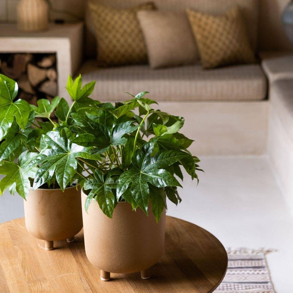 Andrea House - Vendita all'ingrosso Vasi per piante - Vaso da tavolo in ceramica beige 23 cm1