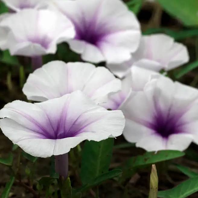 Midnight Moonlight Tea-Infused Soy Candle for wholesale by TeaLightsCo