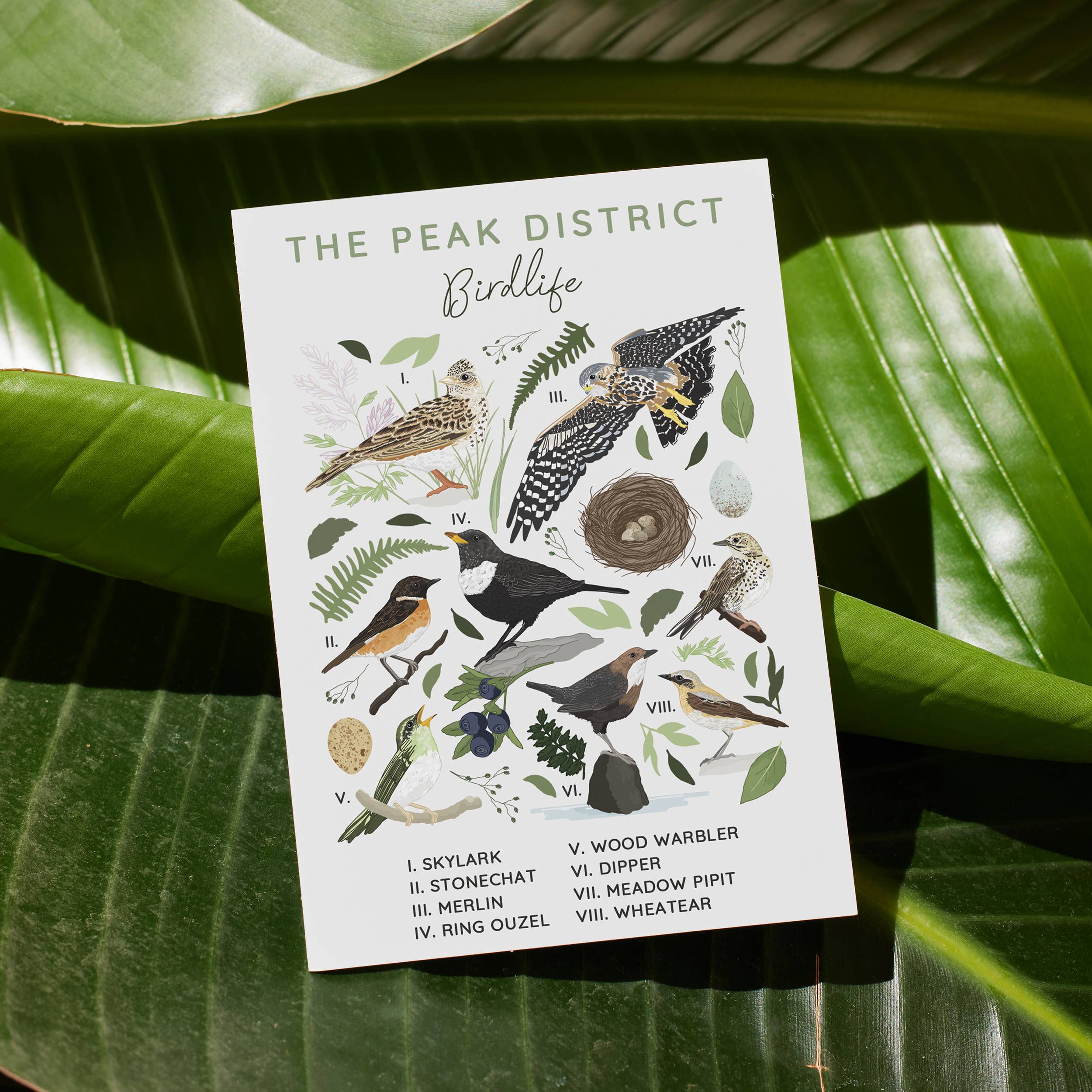 Wildwood Paper – wholesale Everyday greeting card – The Peak District Bird Life Twitcher Everyday Greeting Card1