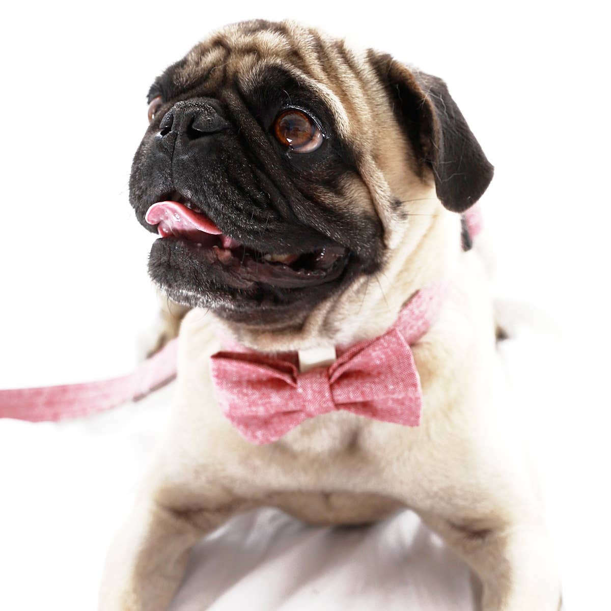 Mimi Green - Wholesale Pet Bow Tie - Dog - Linen Bow Tie Collar Accessory0