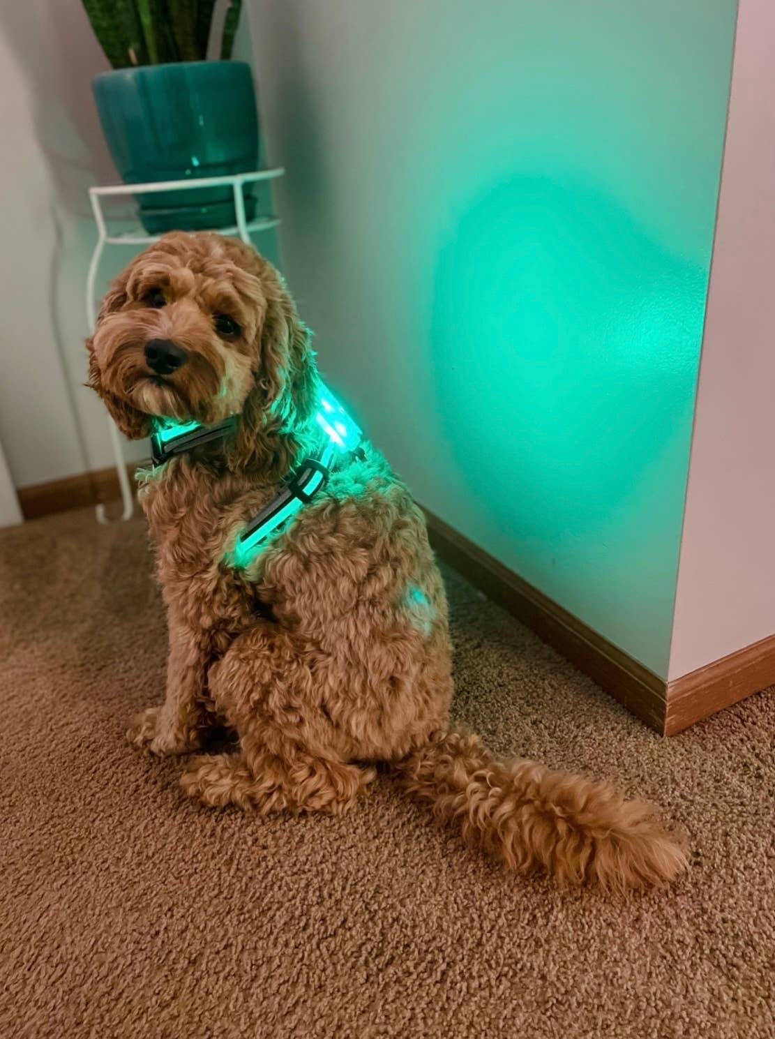 Puppy LED - Venta al por mayor Arnés - Perros - Arnés para perro con luces LED17