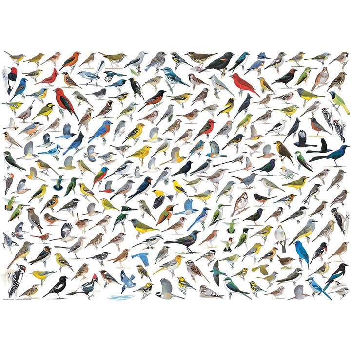 Eurographics Puzzles USA - Wholesale Puzzle - Adult - The World of Birds1