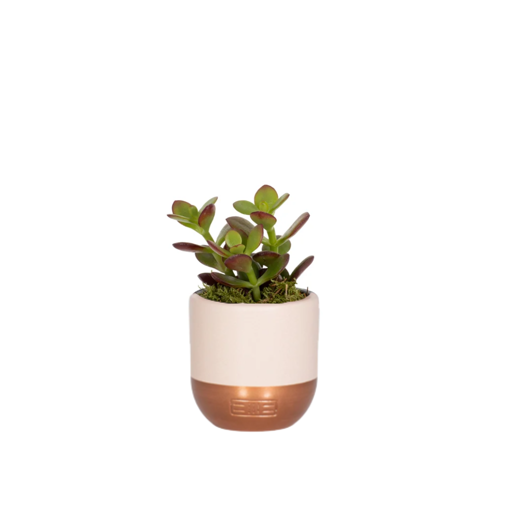 The Little Botanical – wholesale Succulent – Crassula0