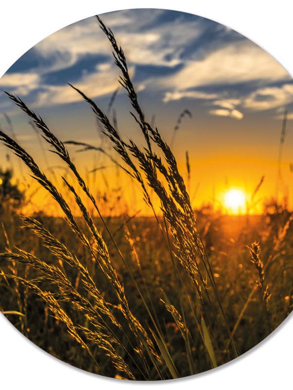 Muurcirkel Gras Sonne für den Großhandel von Label2X B.V.