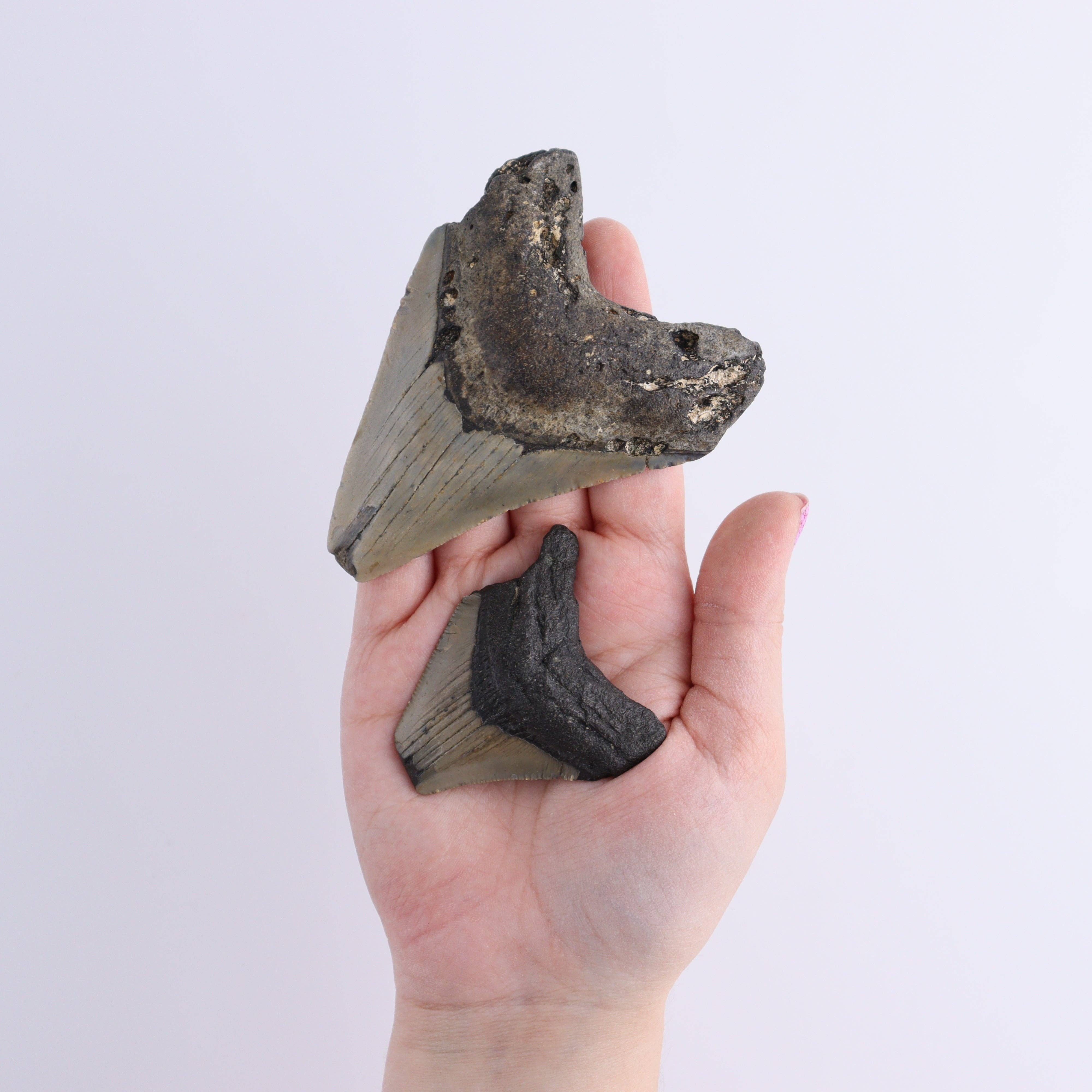 Mi Esperanza Minerals - Wholesale Decorative Tabletop Object - Megalodon Teeth Set of 63