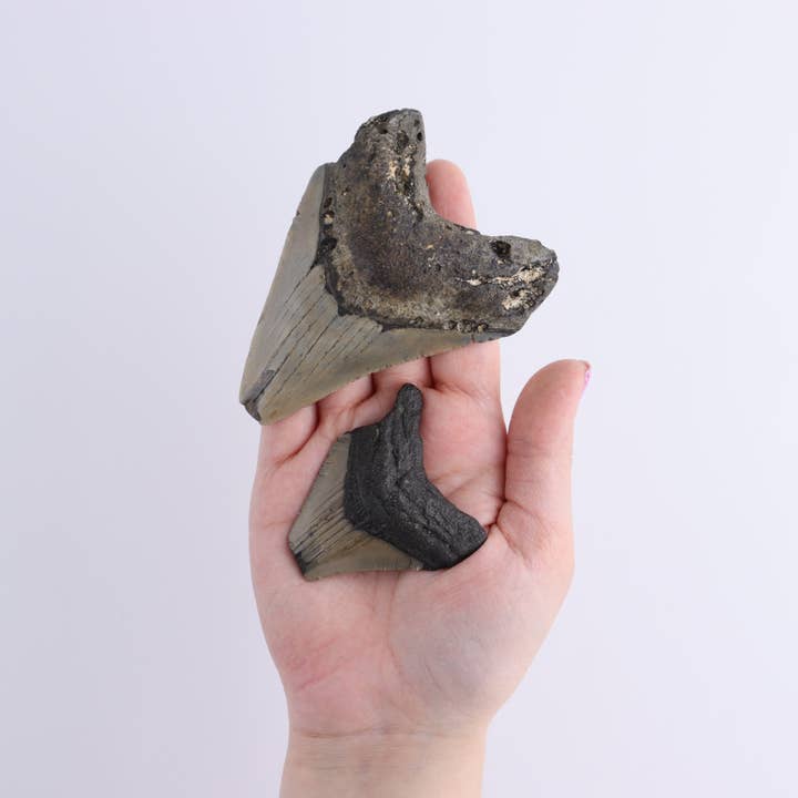 Mi Esperanza Minerals - Wholesale Decorative Tabletop Object - Megalodon Teeth Set of 63