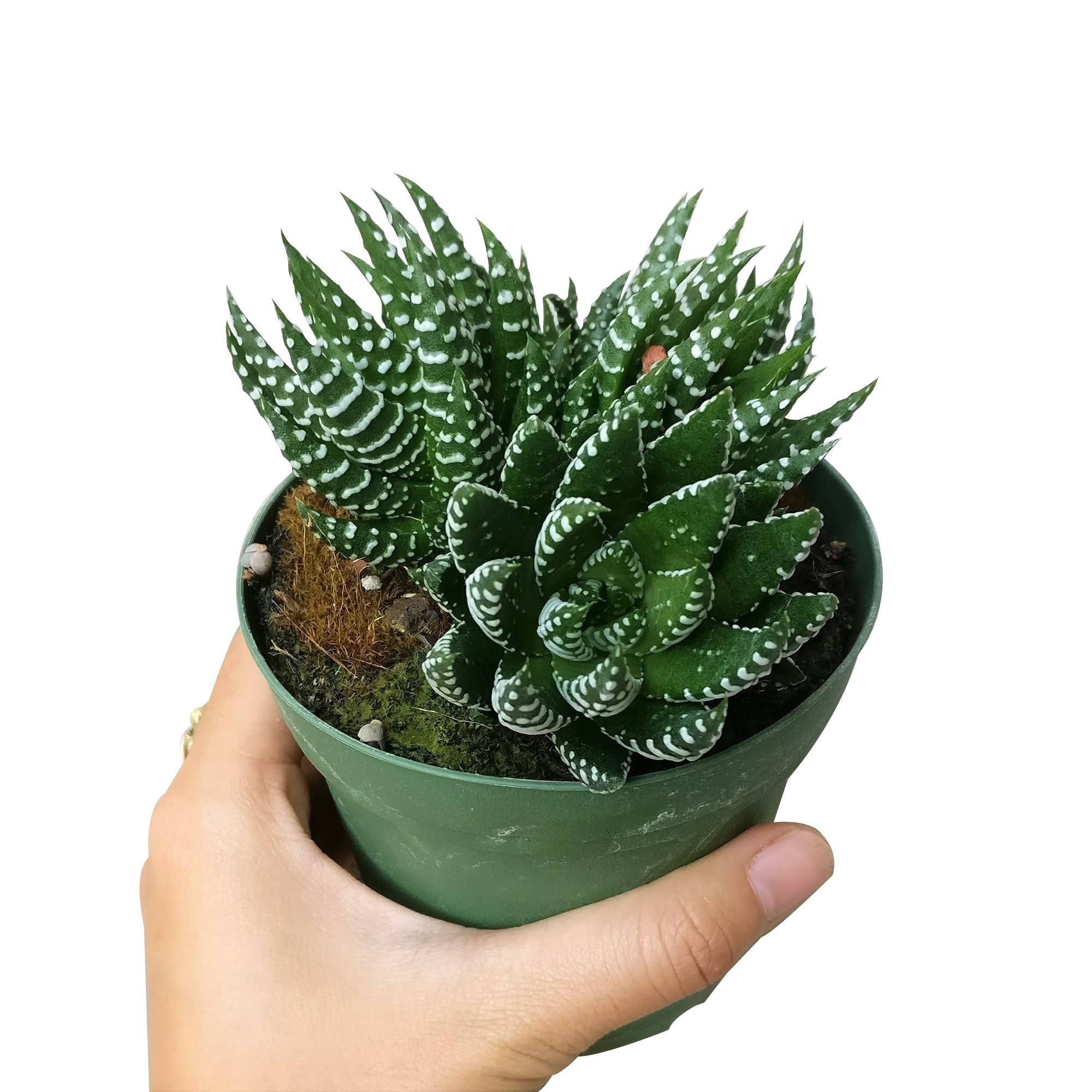 Best Plant Friend - Wholesale Succulent - Haworthia Pumila African Pearl Succulents Plant 2/4in Pot5