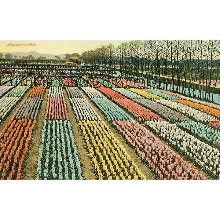 Postcard MF-282 Hyacinth Garden, Holland for wholesale by Found Image Press