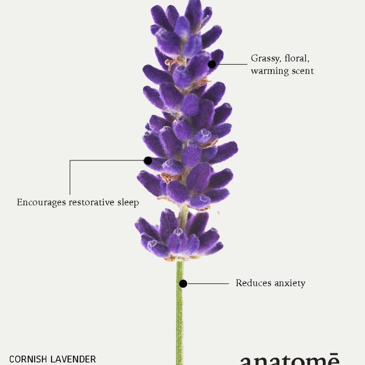 Anatome - Vendita all'ingrosso Olio bagno/corpo - Olio per dormire Stressed Mind Sensory Point | Lavanda della Cornovaglia