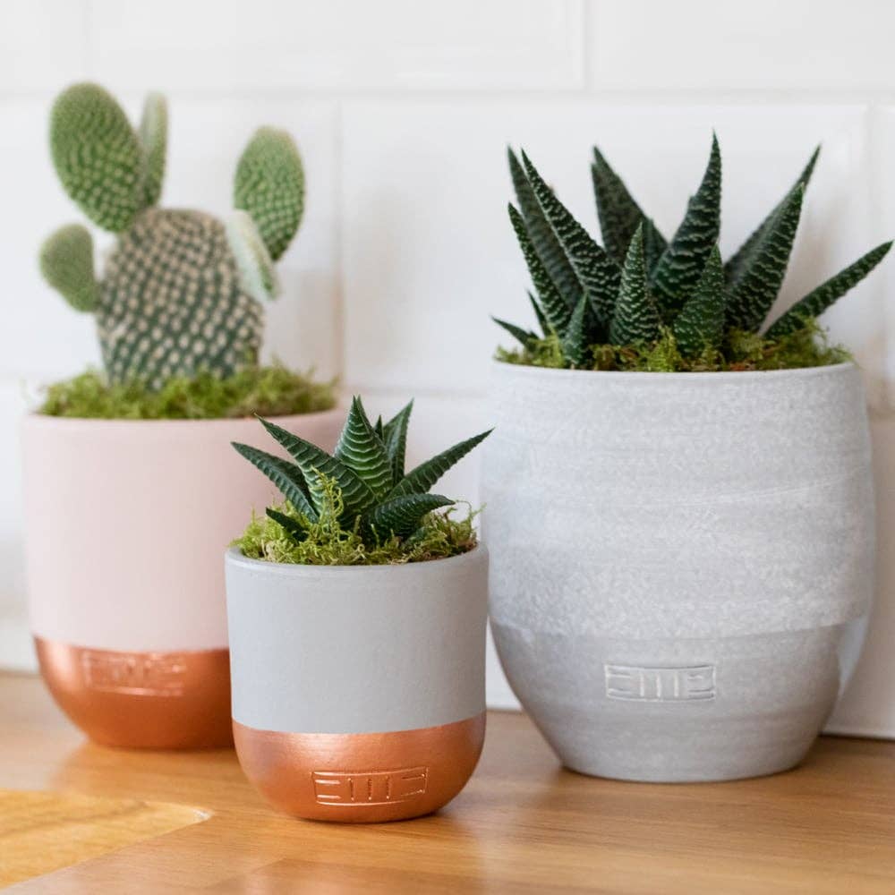 The Little Botanical - Wholesale Live Plant - Haworthia in Ceramic Pot for Indoor Décor29