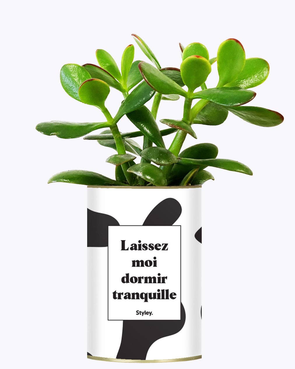 Styley - Wholesale Succulent - Laissez Moi Dormir Tranquille - Plante1