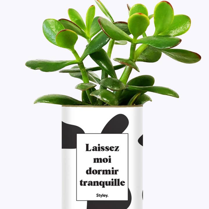 Styley - Wholesale Succulent - Laissez Moi Dormir Tranquille - Plante1