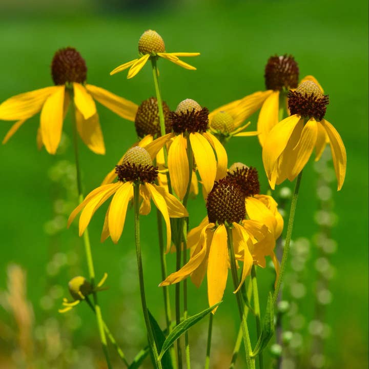 GardenPerspective - Vendita all'ingrosso Piante vive - 5 Echinacea gialla Echinacea Paradoxa a radice nuda perenne2