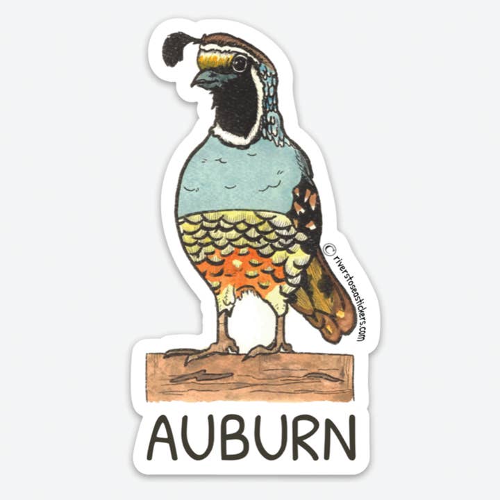 Auburn Quail for wholesale by Drew Madden Art Stickers