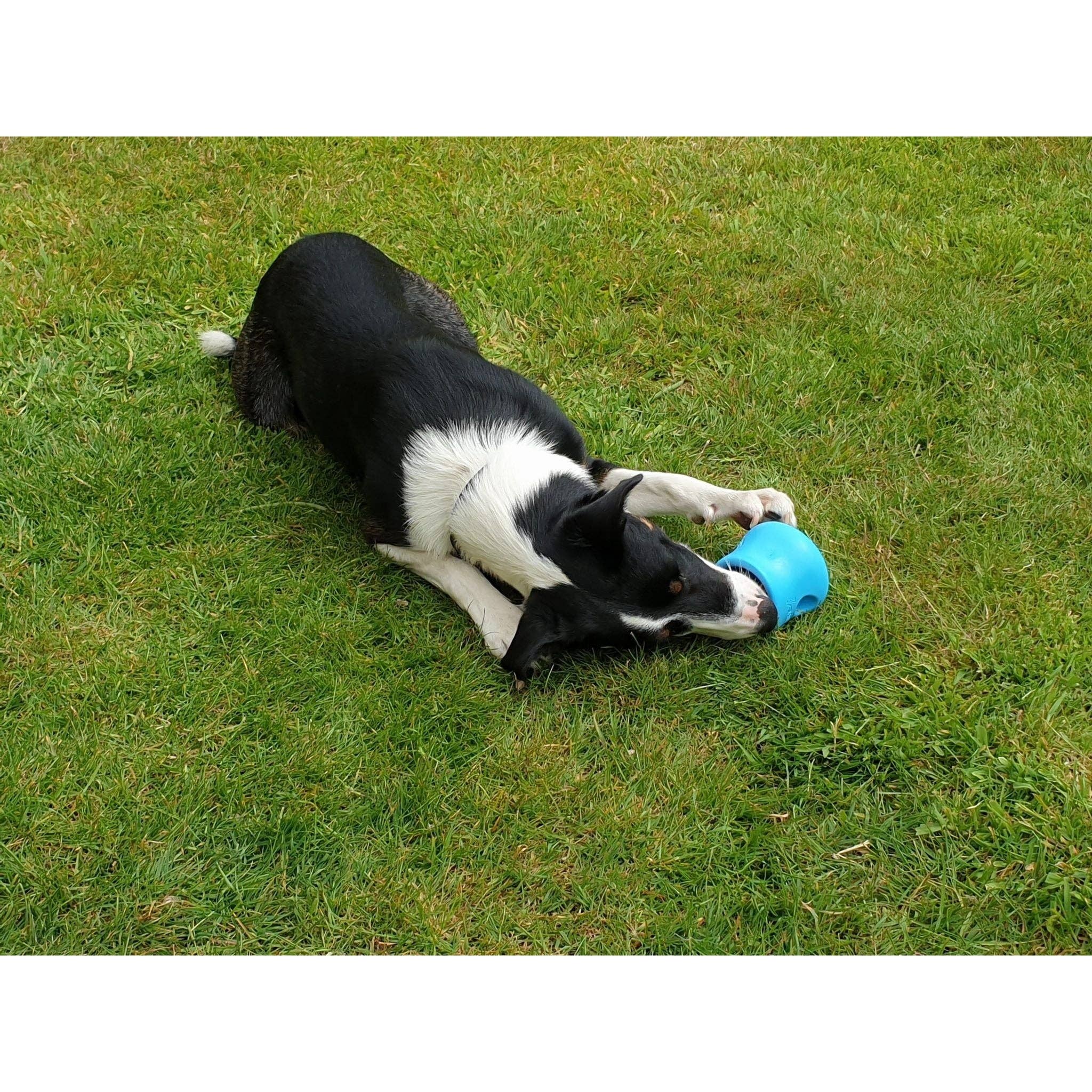 Elite Pet Distributors – wholesale Tuggleksak för hund - Hund – West Paw Zogoflex Toppl Godisutdelande Hundpussel Leksak Stor6