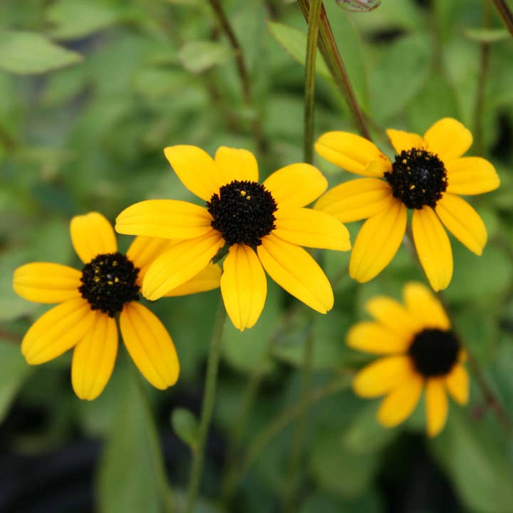 GardenPerspective – wholesale Levande växt – 5 Brunögda Susan - Rudbeckia Triloba flerårig barrot