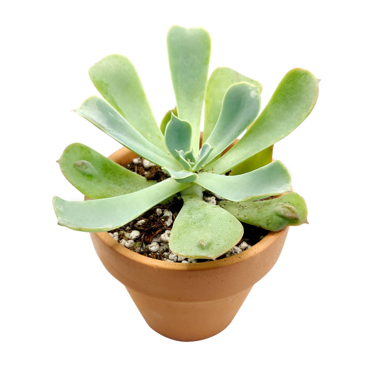 Best Plant Friend - Wholesale Succulent - Echeveria Raindrops - Unusual Succulent in 2in/4in Pot4