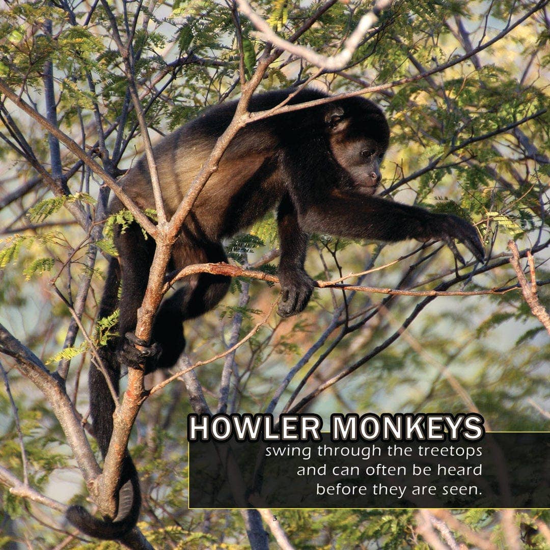 My Incredible World - Vente Livre sur la nature et les activités de plein air - Animaux du Costa Rica ! Un livre d'images de mon incroyable monde pour enfants3