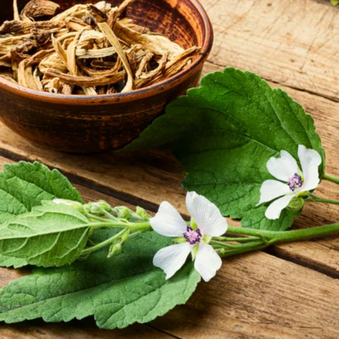 Herb To Body - Wholesale Herbs - Marshmallow Root C/S4