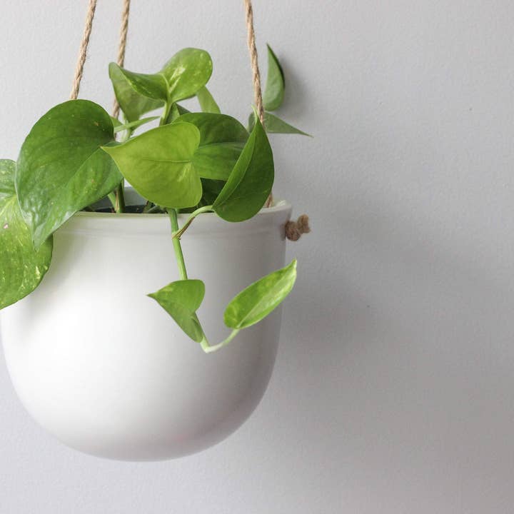 Sprout & About - Vente Jardinière suspendue - Jardinière suspendue en céramique blanche mate