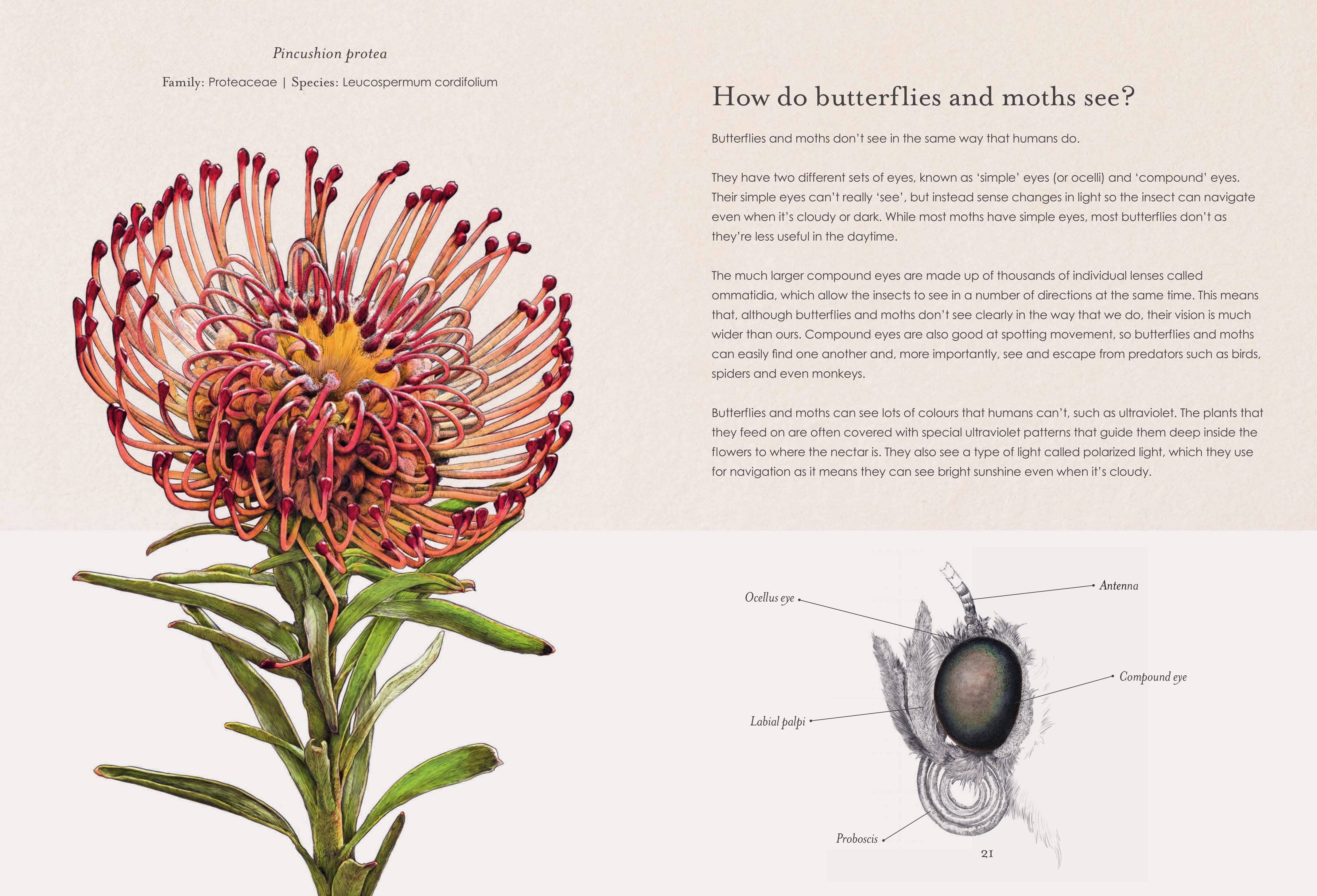 Hidden Planet – wholesale Nature and outdoors – Sensational Butterflies3