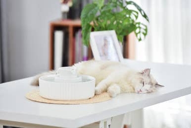 Our Green House - Wholesale Pet Bowl - Cat/Dog - Ceramic Cat Drinking Fountain2