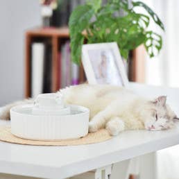 Our Green House - Wholesale Pet Bowl - Cat/Dog - Ceramic Cat Drinking Fountain2