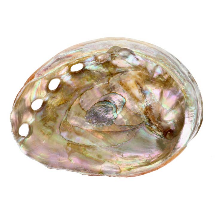 Small Threaded Abalone Shell for wholesale by Vives de la Cortada S.L