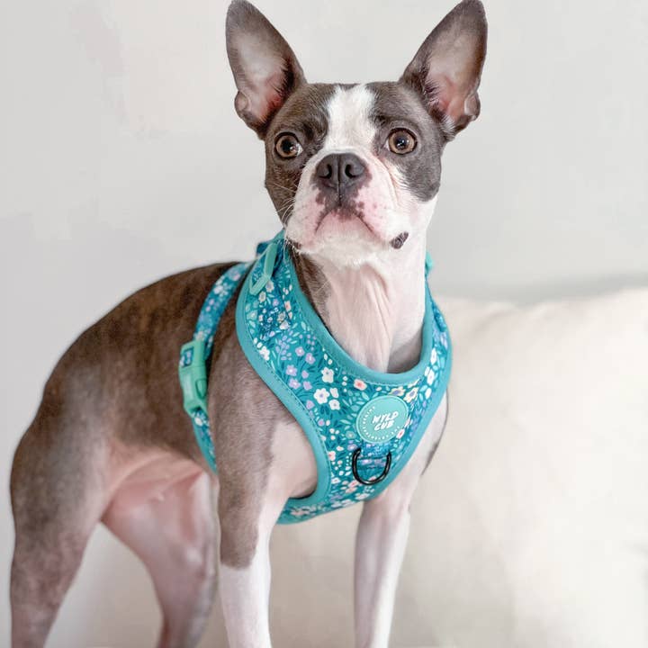 WYLD CUB - Wholesale Pet Harness - Dog - Adjustable Dog Harness: Notting Hill Mint4