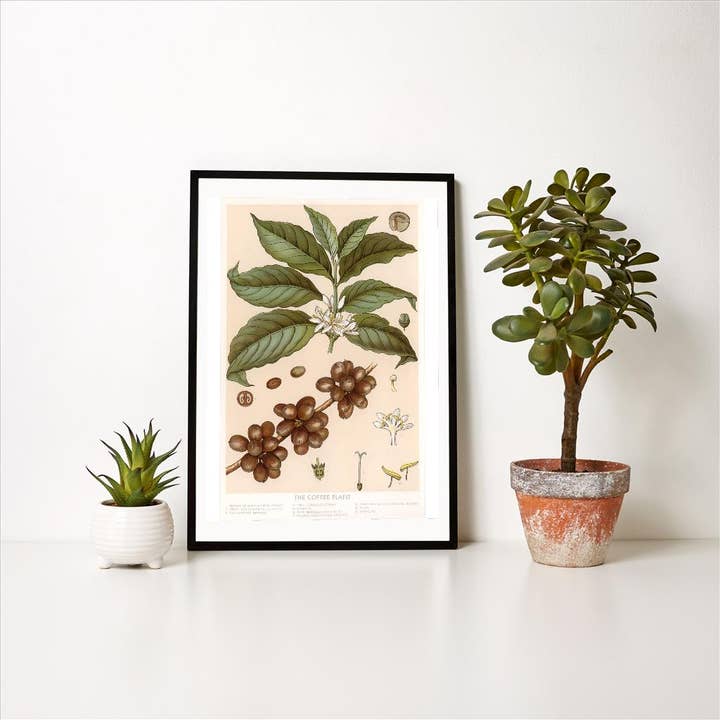 Found Image Press – Engroshandel Kunsttryk – Kunsttryk CF-52 Botanisk Tegning af Kaffebusk