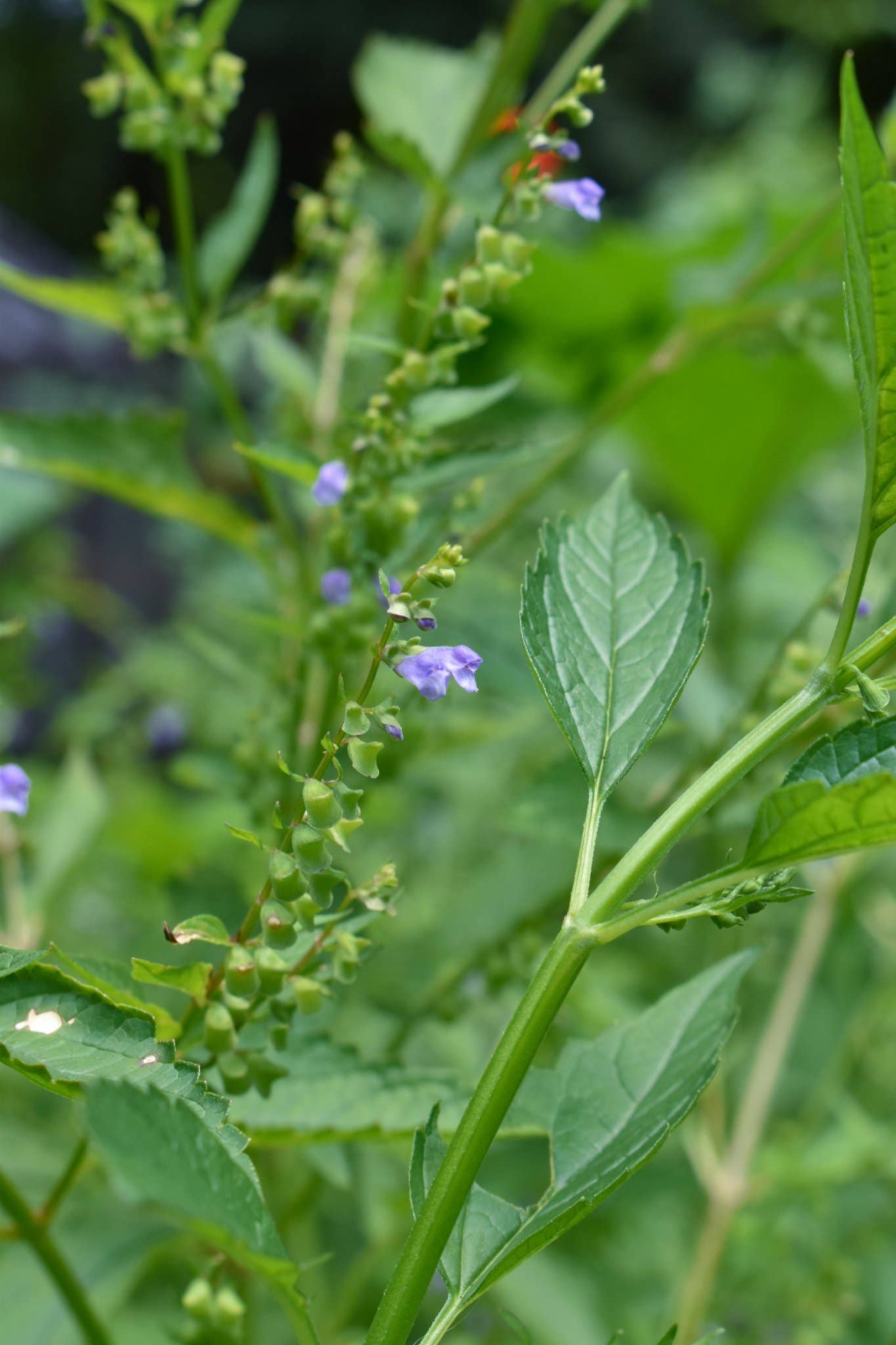 Rowan + Sage - Wholesale Tincture - Nourished Nerves Tincture Formula – Anxiety & Stress Support2