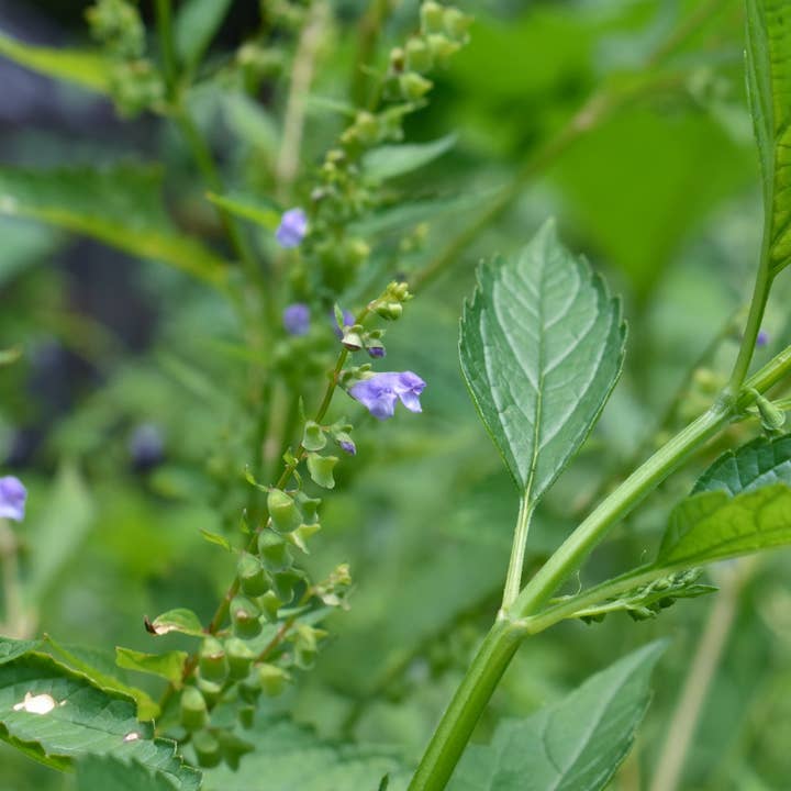 Rowan + Sage - Wholesale Tincture - Nourished Nerves Tincture Formula – Anxiety & Stress Support2