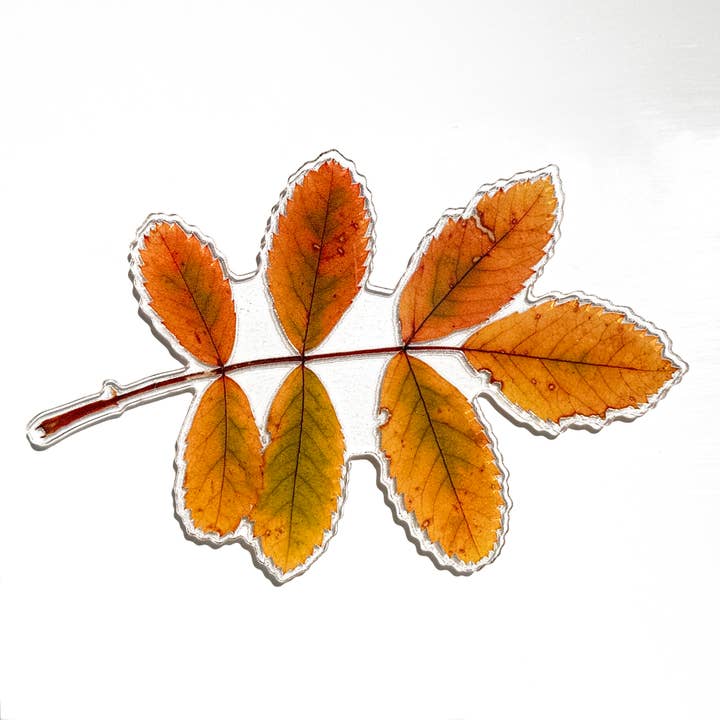 5" Acrylic Wild Woods Rose Leaf Magnet, 5B for wholesale by Reflections of The Winds