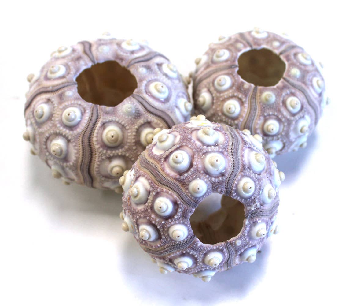 California Seashell Company - Wholesale Decorative Tabletop Object - Sputnik Sea Urchin - 2-2.5"2