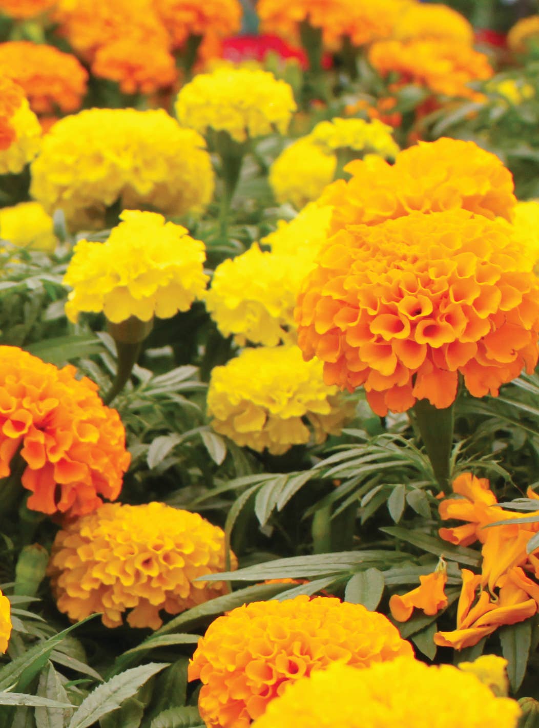 Bentley Seed Co. - Vente Graines de plantes - Paquets de graines de fleurs de la région de l'Est en vrac de 250 pièces6