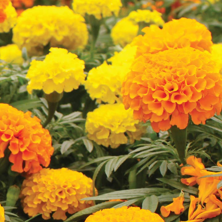 Bentley Seed Co. - Wholesale Plant Seeds - Bulk 250 Piece Eastern Region Flower Seed Packets6