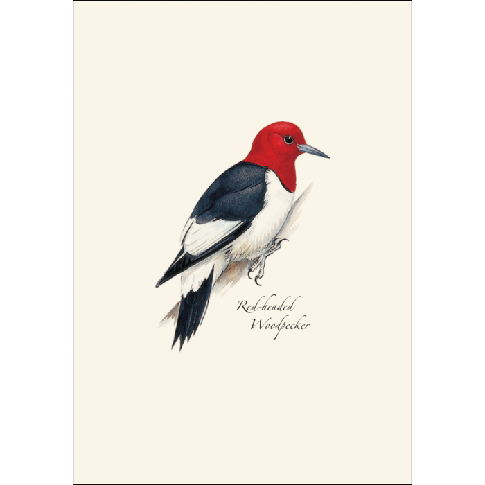 Earth Sky + Water - Vente Assortiments de papeterie/cartes - Assortiment de pics de Peterson1