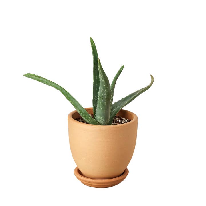 House Plant Wholesale WEST - Wholesale Live Plant - Aloe Vera, Low Maintenance Live Plant4