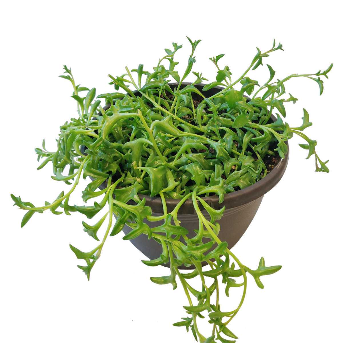 Best Plant Friend - Vente Succulentes - Collier de dauphins Senecio, succulente à suspendre, 2/4/6 pouces11